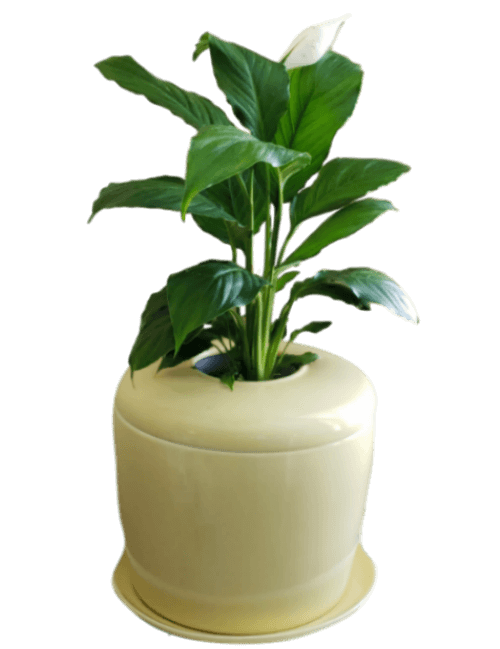 Living Urn | Eco urns eviromentally friendly for indoors. Cremation ashes for people and pets. 