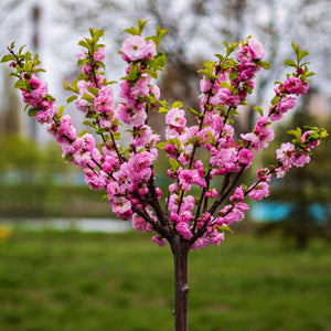 Living Urn | Grow a living memory. Stunning image of urns turning into a pink flowered tree.