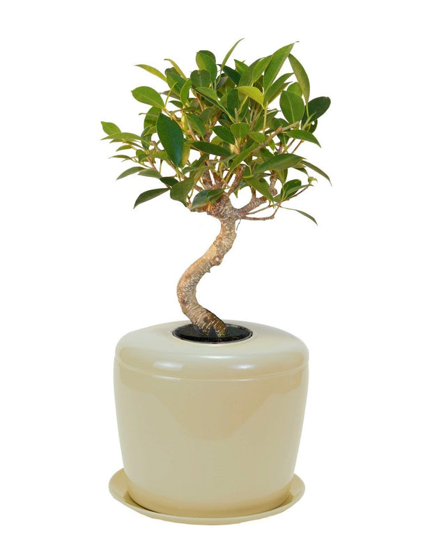 Living Urn | Environmentally friendly urns for indoors, storing cremation ashes for people or pets.