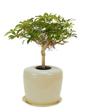 The Living Urn Indoors / Patio for Pets