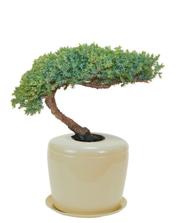 Living Urn | Environmentally friendly urns for indoors, storing cremation ashes for people or pets.