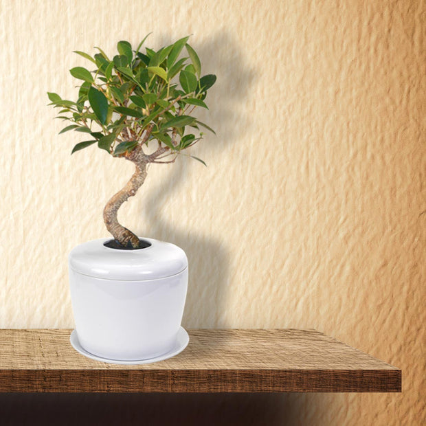 Living Urn | Indoor urn for cremation ashes. Perfect for people or pets. 