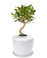 Living Urn | Indoor urn for cremation ashes. Perfect for people or pets. 