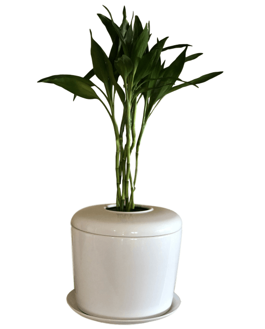 Living Urn | Eco urns eviromentally friendly for indoors. Cremation ashes for people and pets. 
